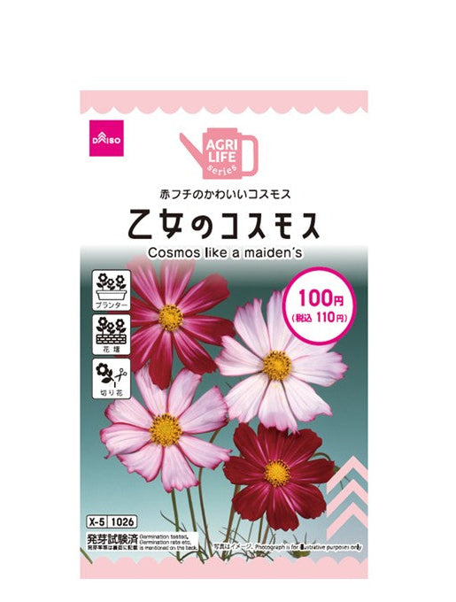 乙女のコスモス ダイソー(DAISO)