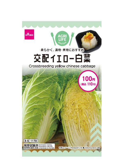 交配イエロー白菜 ダイソー(DAISO)