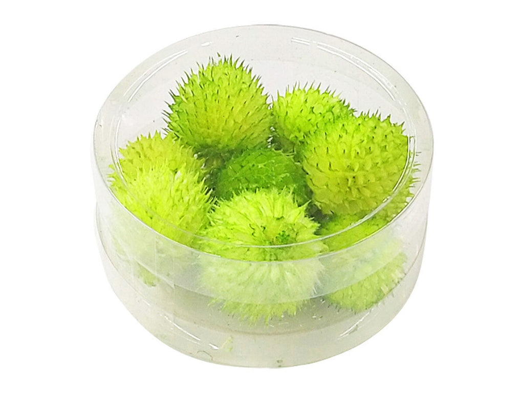 ドライフラワーパーツ（チーゼル、グリーン） ダイソー(DAISO)